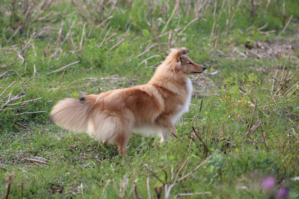 Rumba little golden flame Of Rainbow Shepherds