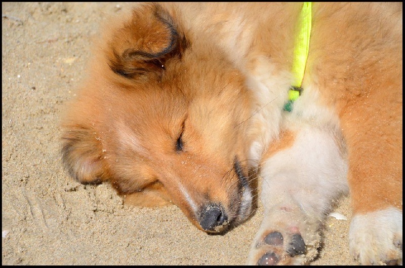 Mambo golden crocodile Des mille eclats des tournesol