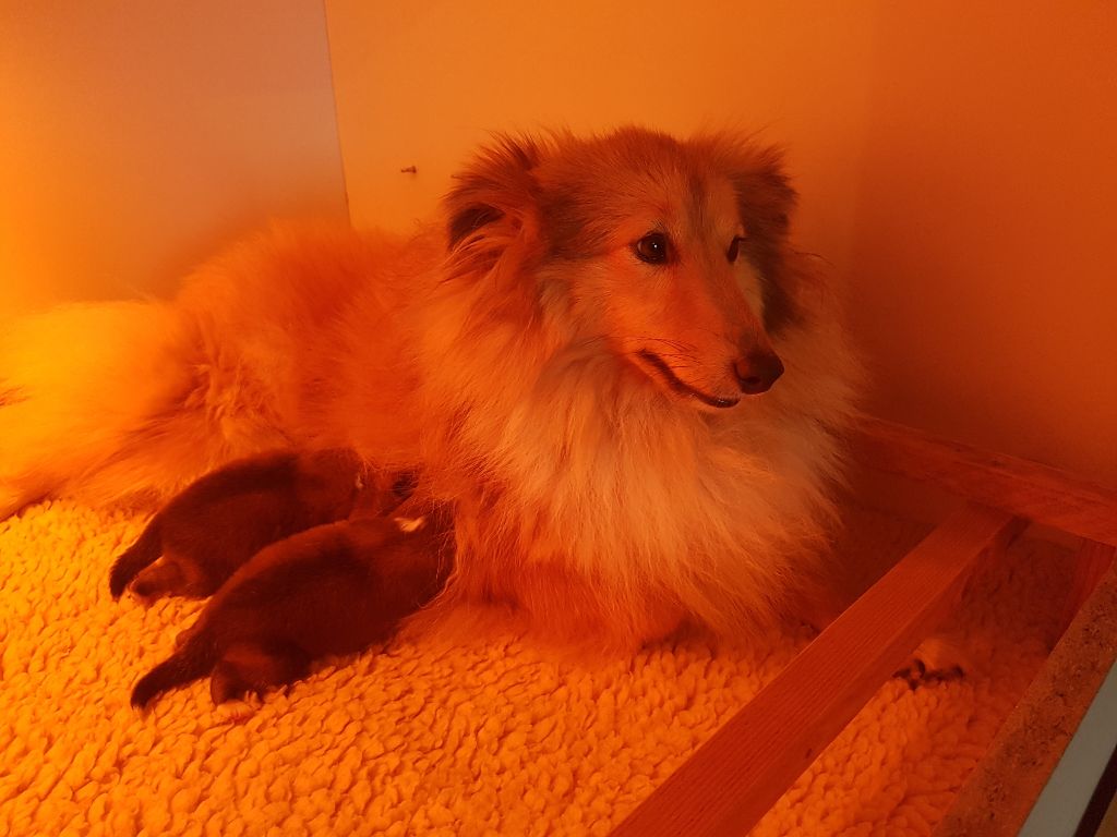 Of Rainbow Shepherds - Shetland Sheepdog - Portée née le 25/09/2019