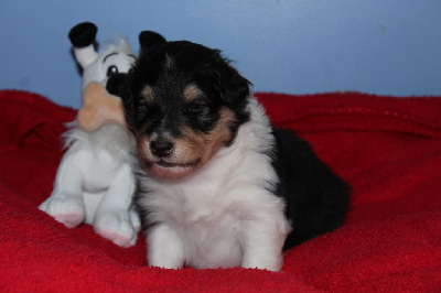 Of Rainbow Shepherds - Shetland Sheepdog - Portée née le 19/03/2023