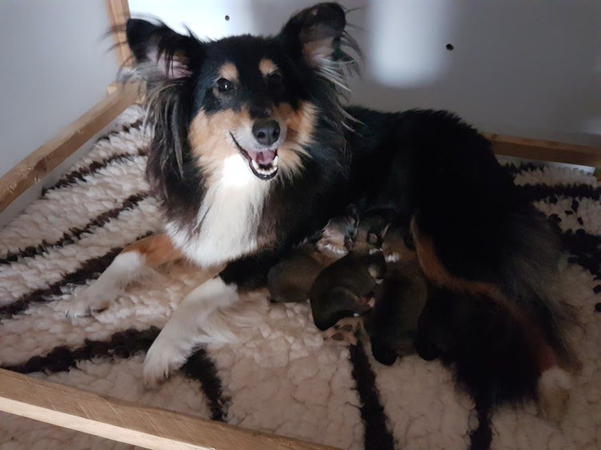 Of Rainbow Shepherds - Shetland Sheepdog - Portée née le 23/11/2019