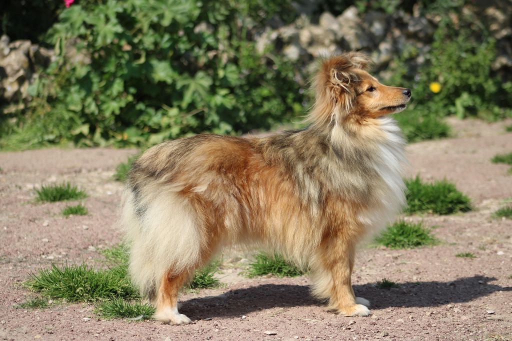 Troïka dancing queen Of Rainbow Shepherds