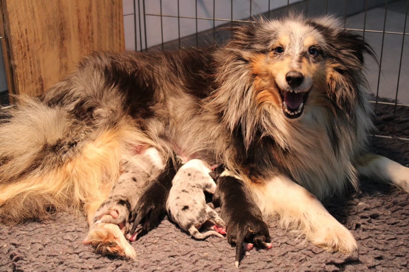 Chiot Shetland Sheepdog Of Rainbow Shepherds