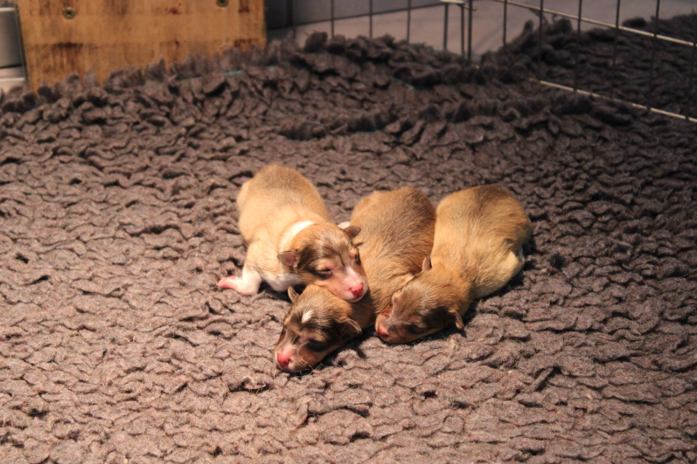 Of Rainbow Shepherds - Shetland Sheepdog - Portée née le 18/01/2026