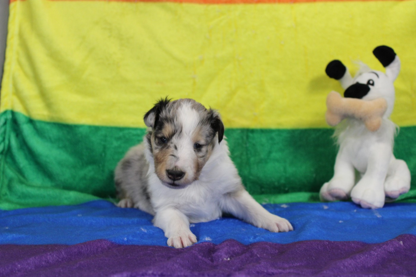 Of Rainbow Shepherds - Chiots disponibles - Shetland Sheepdog