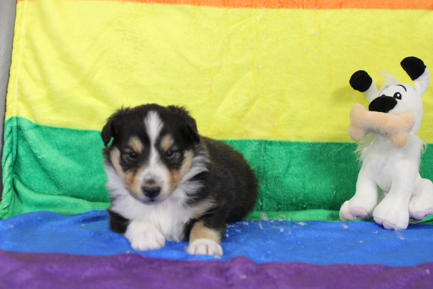 Of Rainbow Shepherds - Chiots disponibles - Shetland Sheepdog