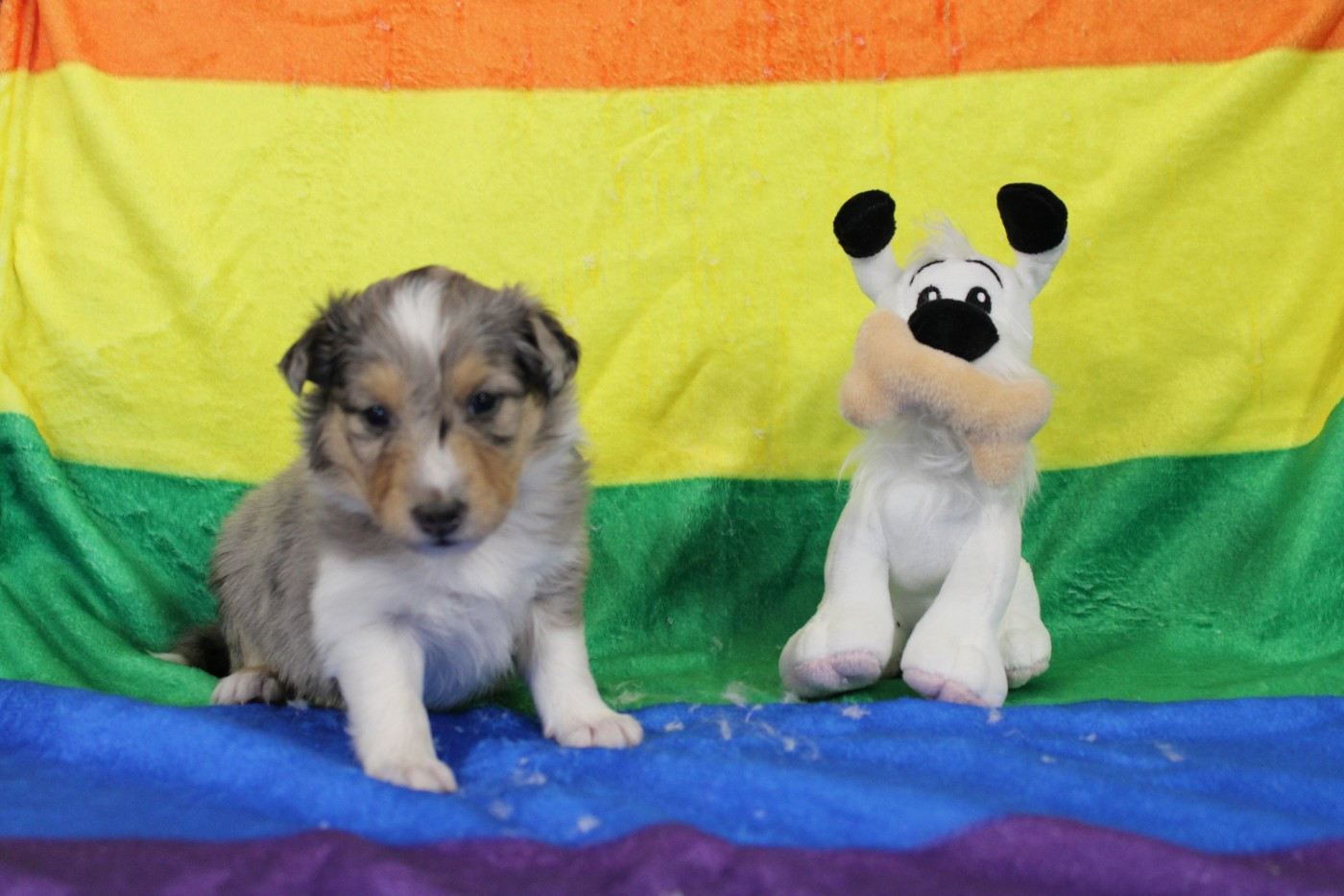 Of Rainbow Shepherds - Chiots disponibles - Shetland Sheepdog