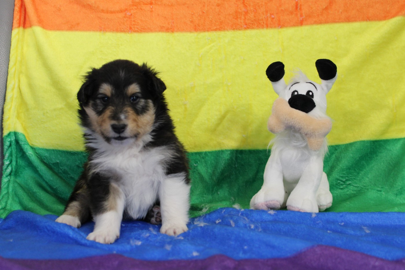 Of Rainbow Shepherds - Chiots disponibles - Shetland Sheepdog