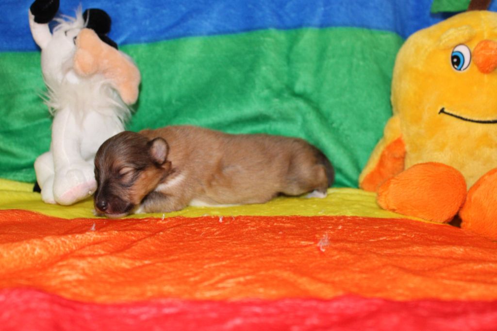 Of Rainbow Shepherds - Chiots disponibles - Shetland Sheepdog