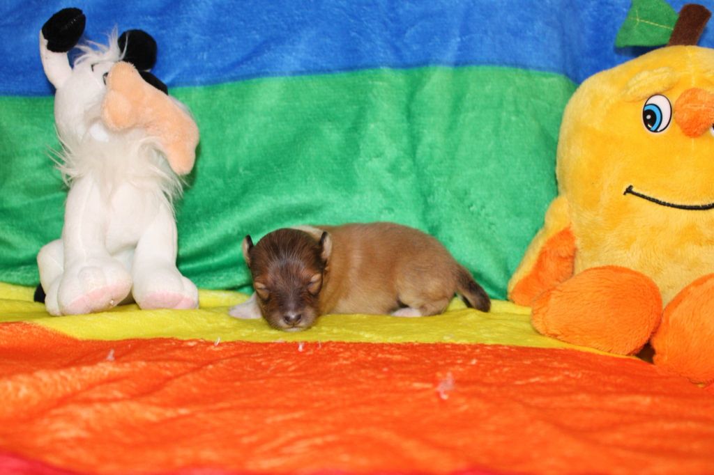 Of Rainbow Shepherds - Chiots disponibles - Shetland Sheepdog