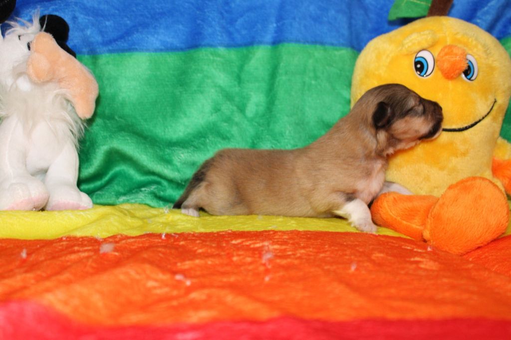 Of Rainbow Shepherds - Chiots disponibles - Shetland Sheepdog