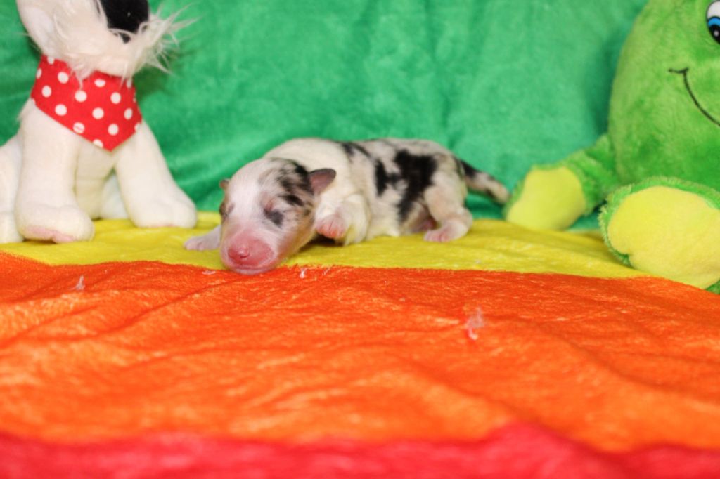 Of Rainbow Shepherds - Chiots disponibles - Shetland Sheepdog