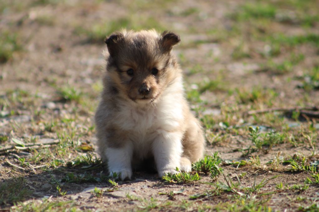 Of Rainbow Shepherds - Chiots disponibles - Shetland Sheepdog