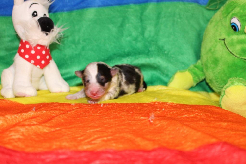 Of Rainbow Shepherds - Chiots disponibles - Shetland Sheepdog